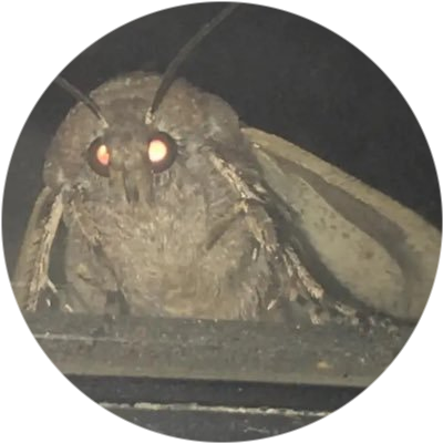 Moth logo