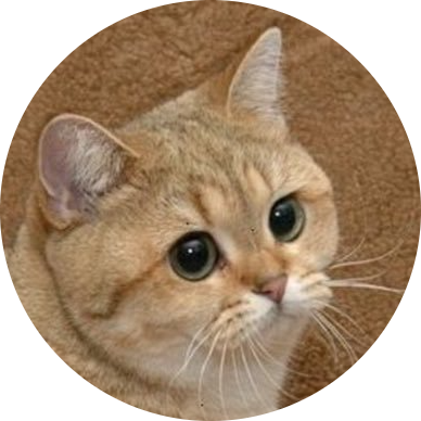 StareCat logo